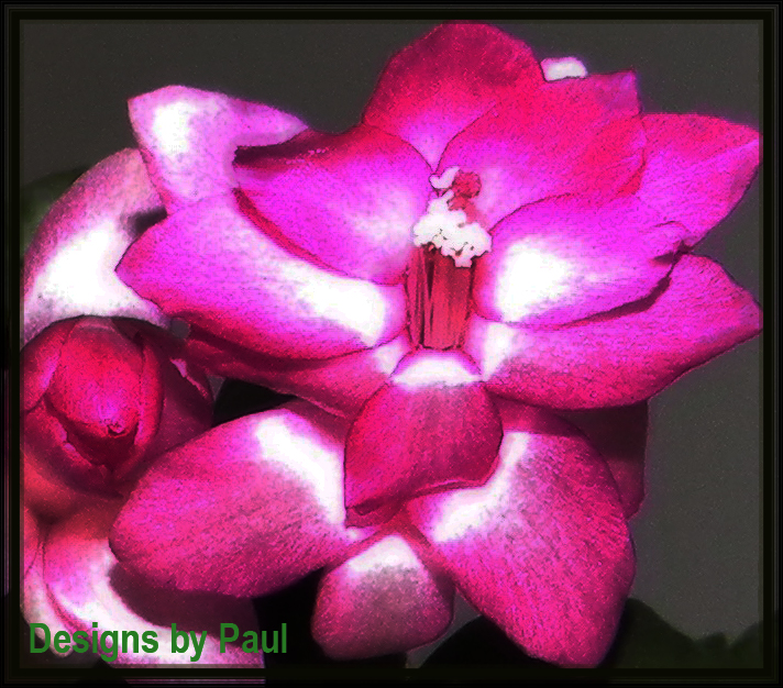 Christmas cactus-jpg.com